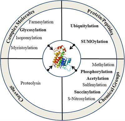 Frontiers | Current Perspectives Of Ubiquitination And SUMOylation In ...